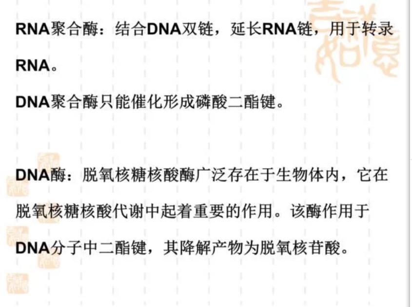 高中生物的DNA酶,解旋酶,DNA连接酶,还有RNA聚合酶这些有什么区别? - 知乎