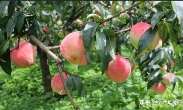 带你识别桃枝 - 知乎