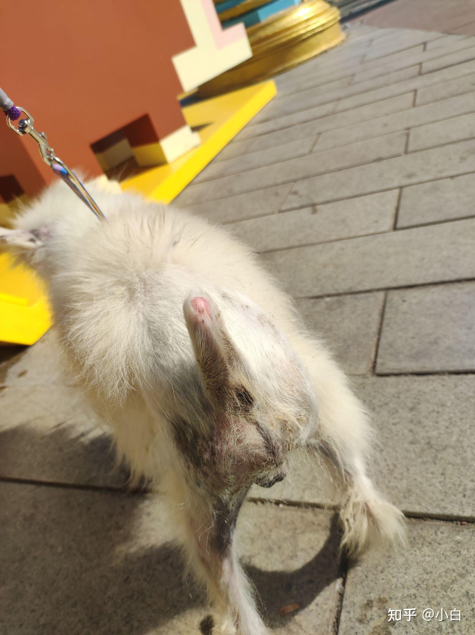 狗狗的后面发黑不长毛怎么回事?