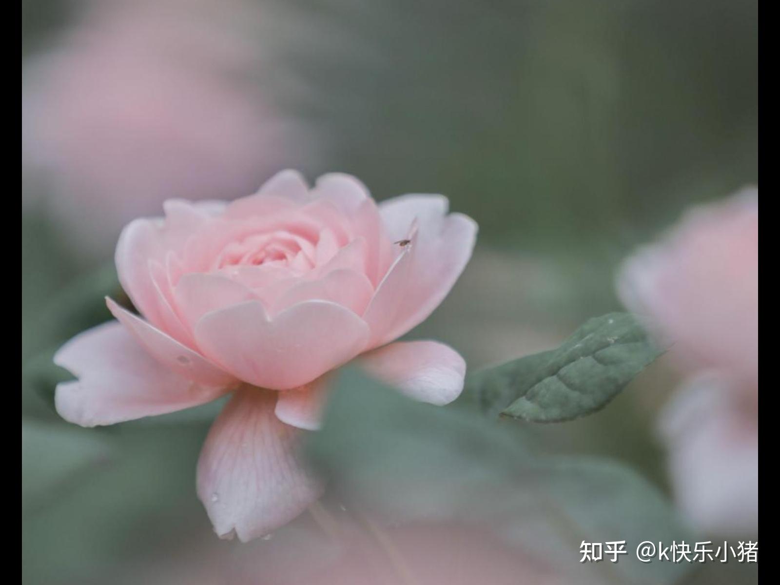 可以晒一张你的“梦中情花”的图片吗?可以是画的也可以活的!? - 知乎