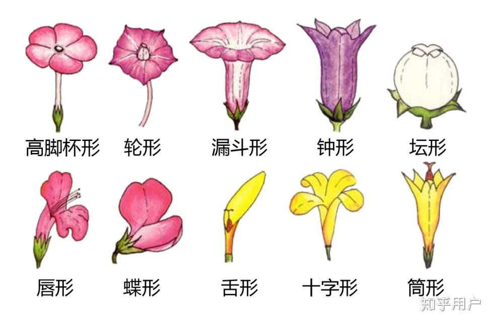 花卉图形置换教学图片