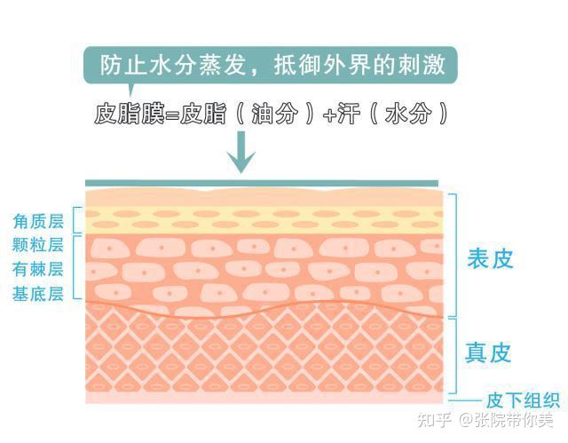 皮膚屏障是什麼屏障修復是不是智商稅