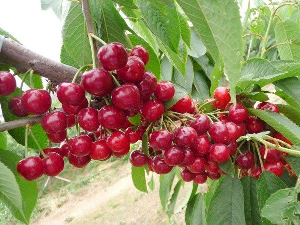 樱桃坐果施什么肥上色增甜好樱桃膨果增甜常用的农药有哪些