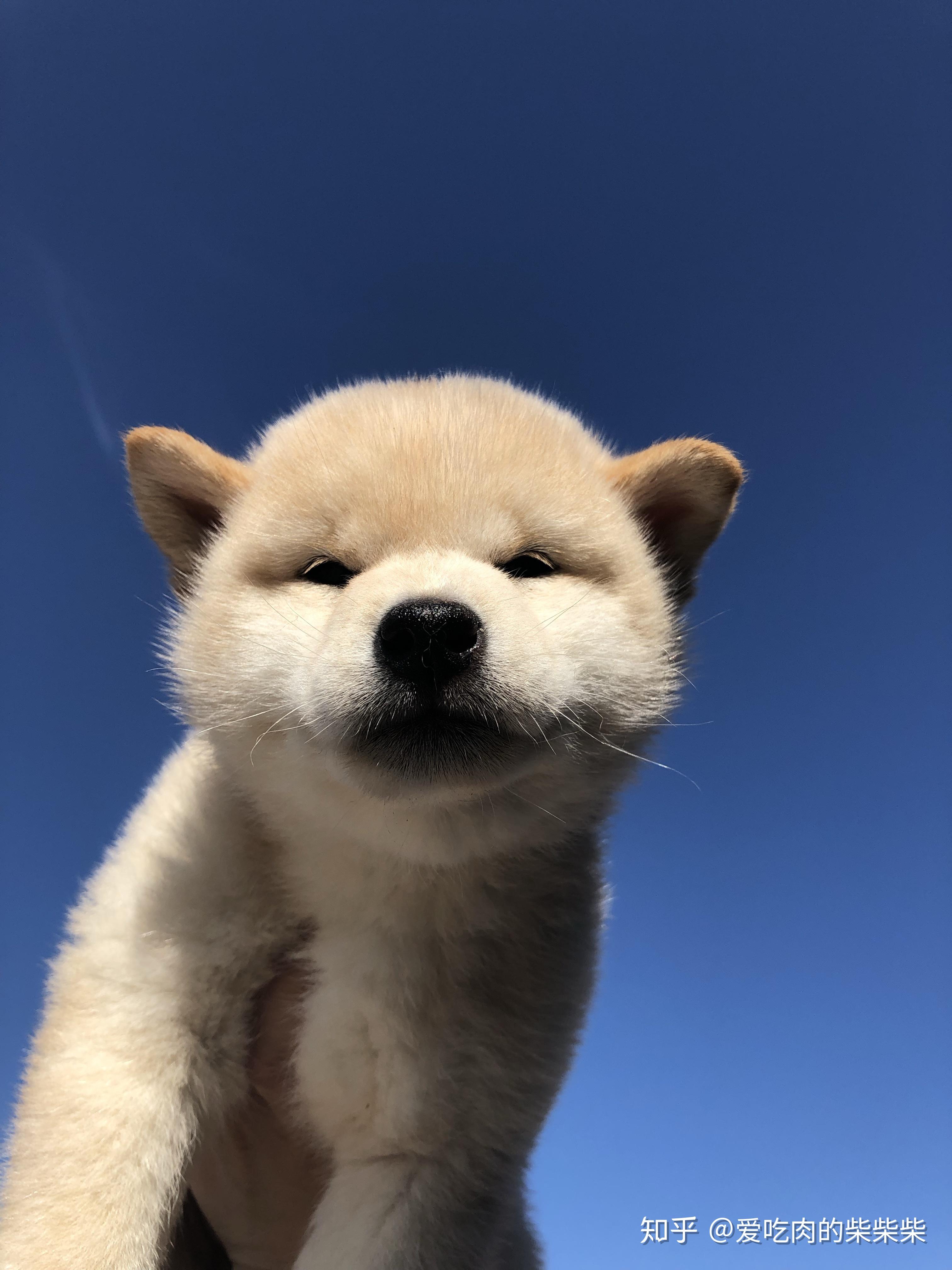 白色柴犬的鼻子可以变黑吗? - 知乎