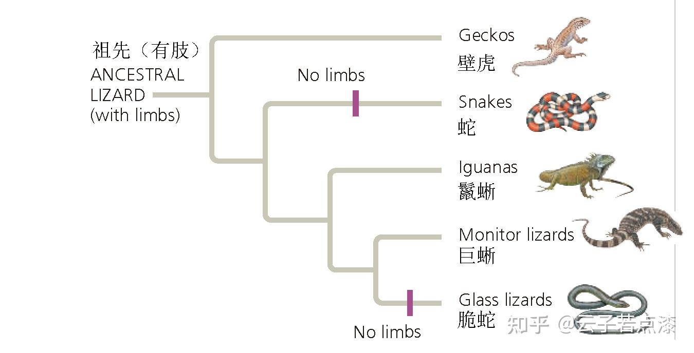 蛇移动原理图片