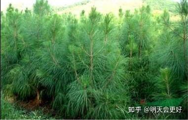 世界超级结构用材----火炬松植物非试管高效快繁技术快速繁殖火炬松 - 知乎