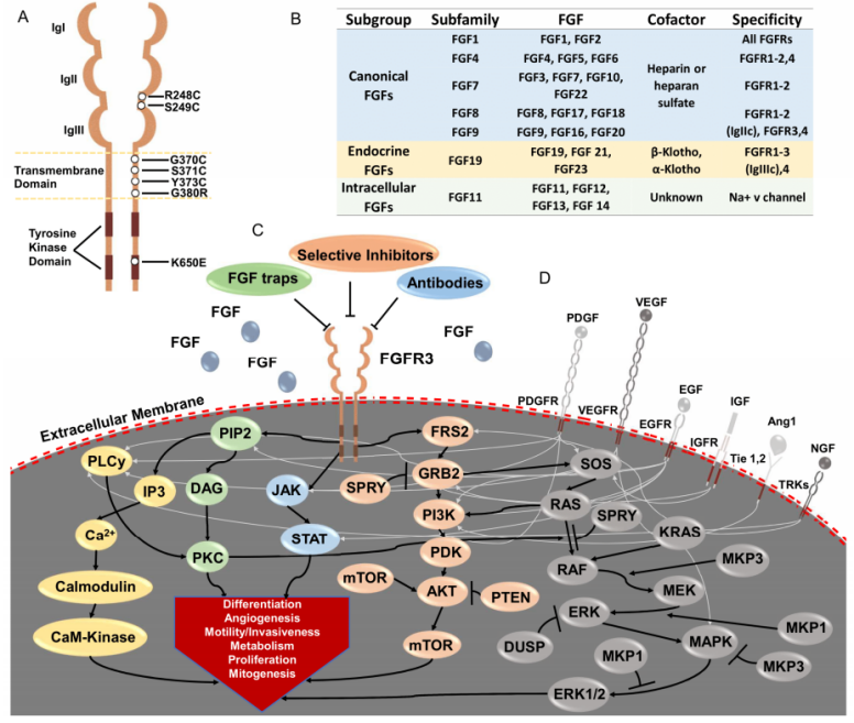 如何评价药泛 FGFR 激酶抑制剂derazantinib 获批临床,可能会有哪些意义或突破? - 知乎