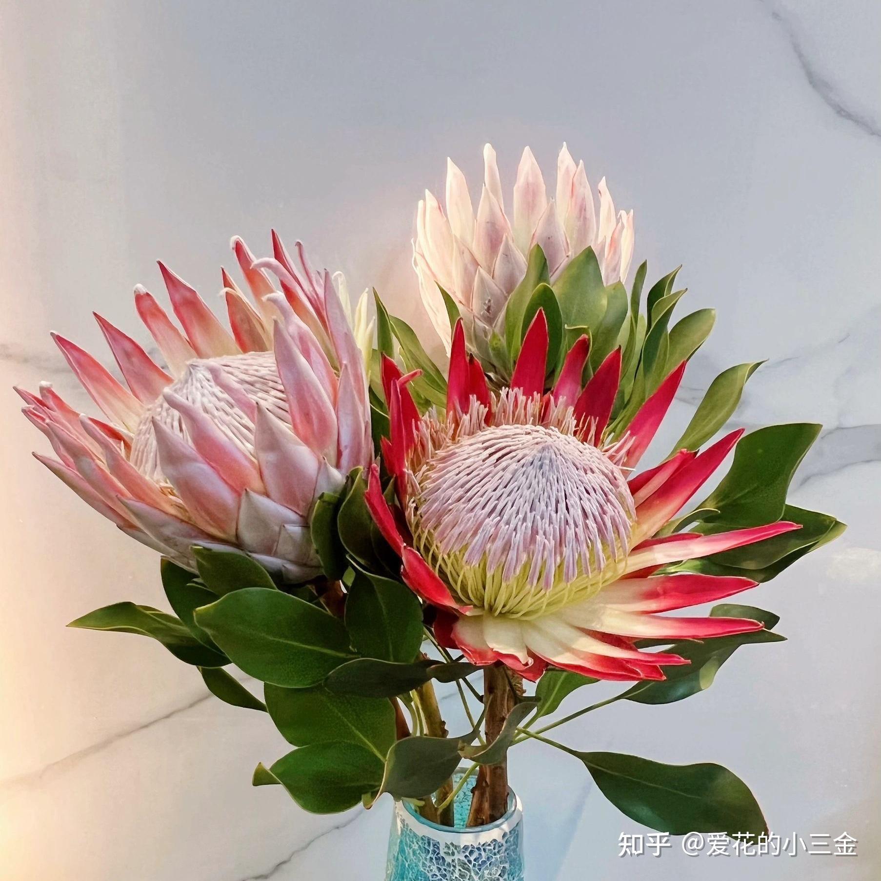 帝王花、皇后花、公主花，到底是什么花？远亲还是近邻？ - 知乎