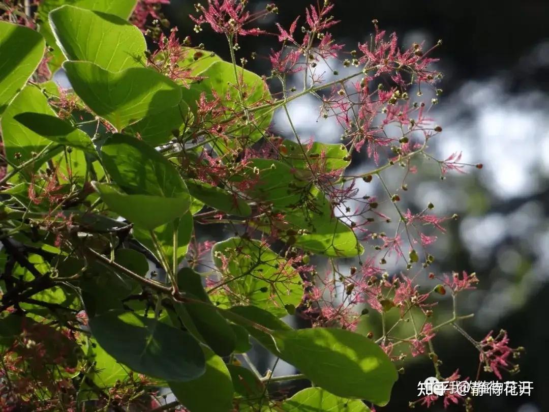 又见黄栌花最美 - 知乎