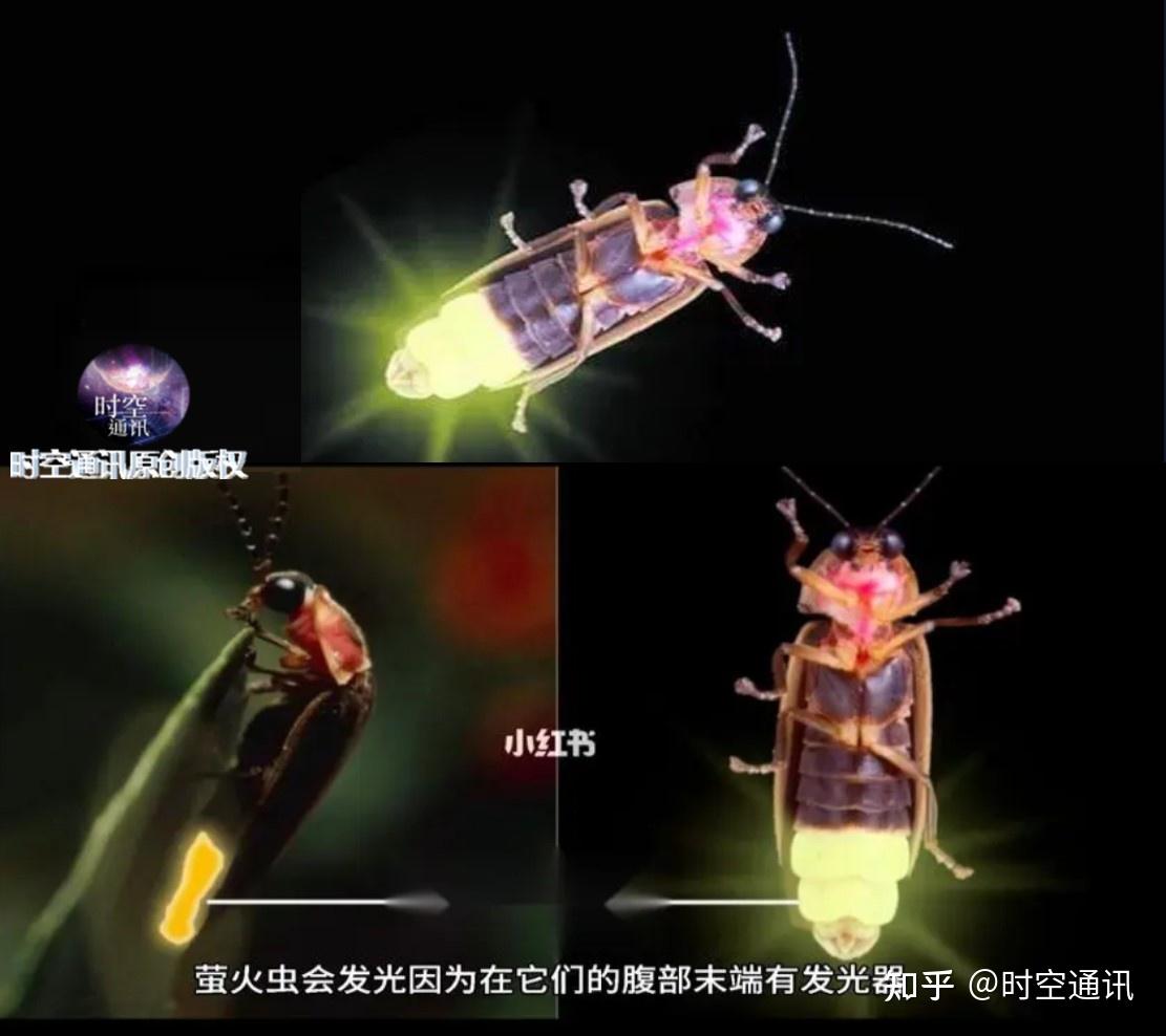 萤火虫为啥会发光,也是不断发射光子吗?带给人类的启示 - 知乎