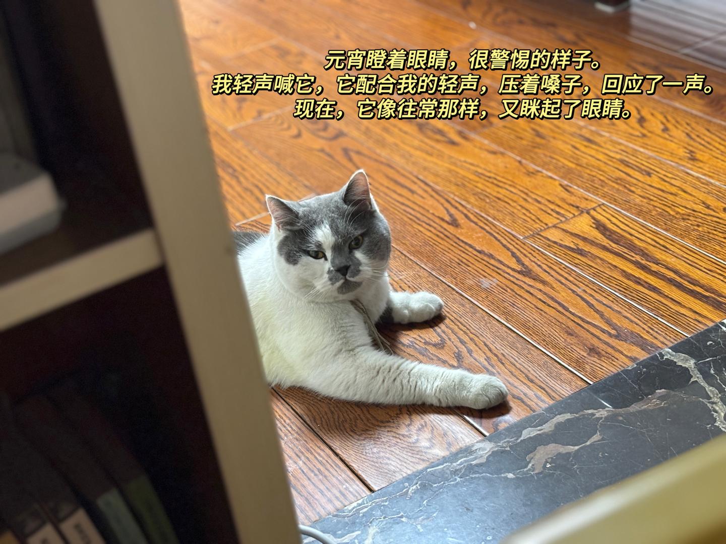 infp养infp猫日记1 - 知乎