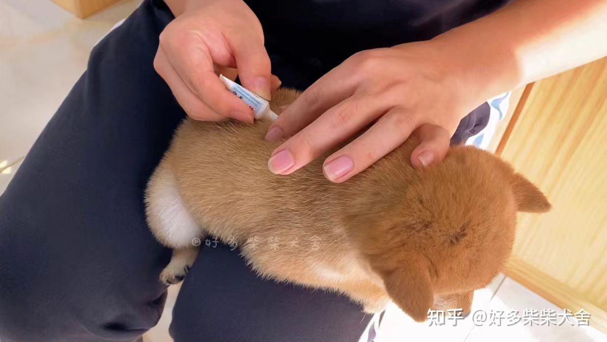 给狗狗驱虫每周都要给它体外驱虫会不会驱虫次数太多了