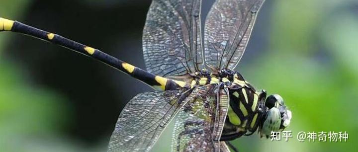 石炭纪的巨蜻蜓怎么产卵也和今天的蜻蜓一样蜻蜓点水吗是的话卵该有