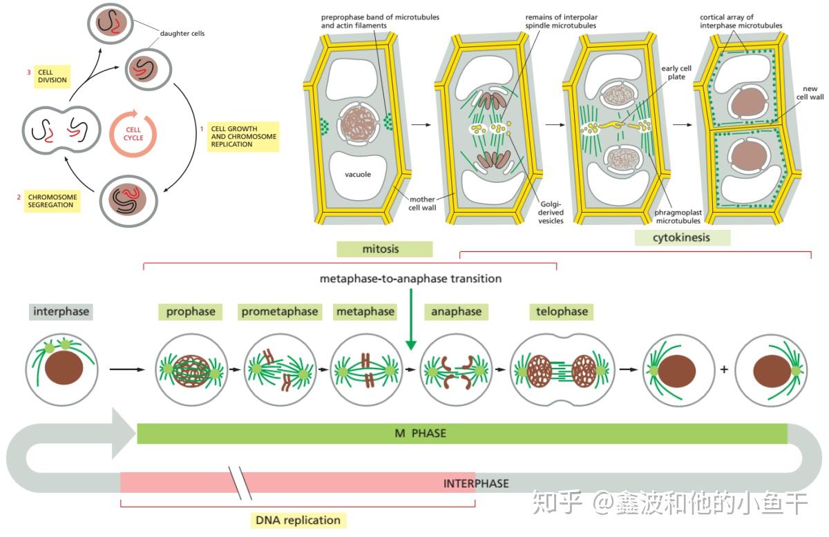 成长是细胞新陈代谢的过程,旧的细胞被替换成新的细胞直到所有细胞都