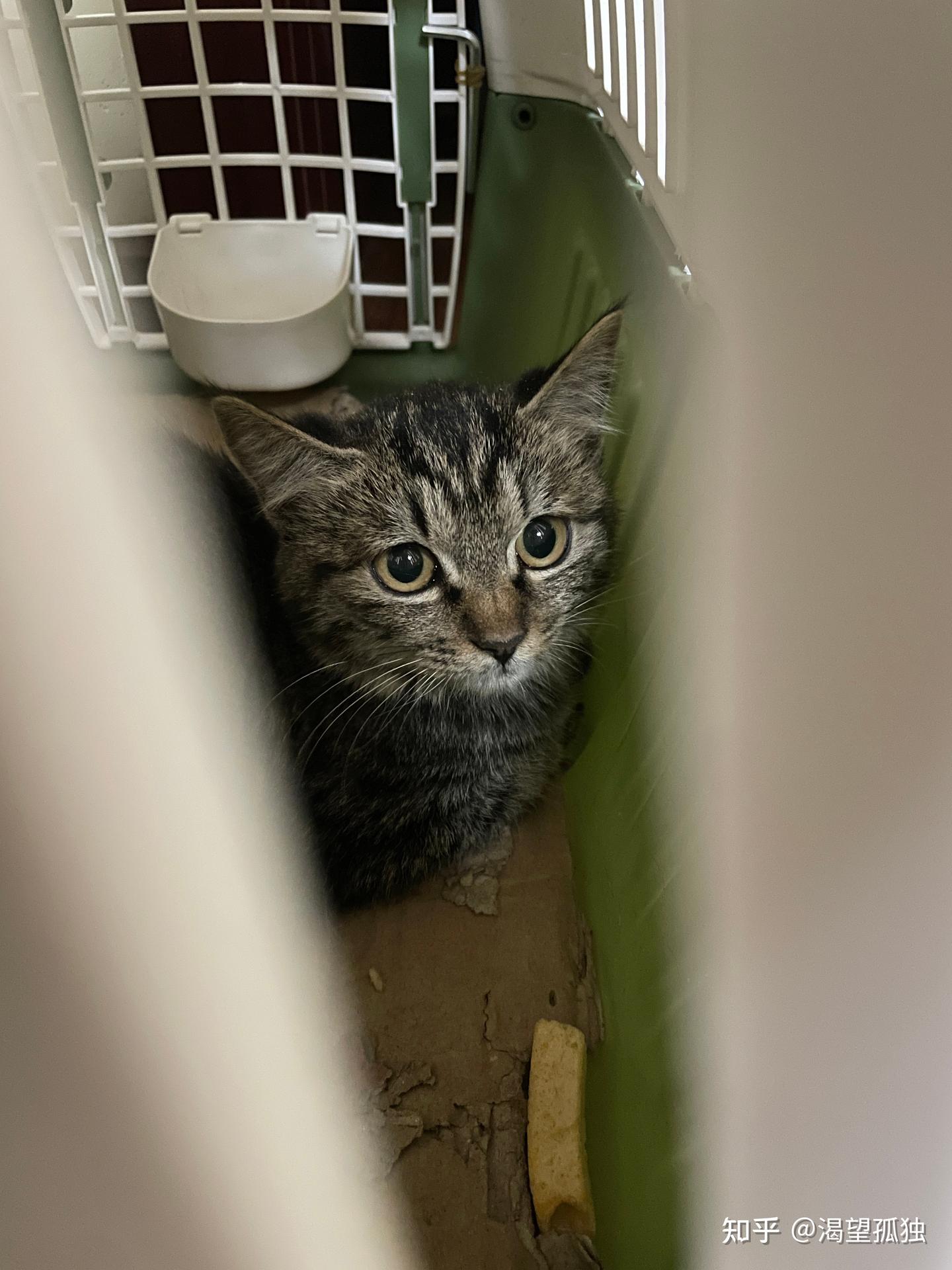 养的第一只猫🐱 - 知乎
