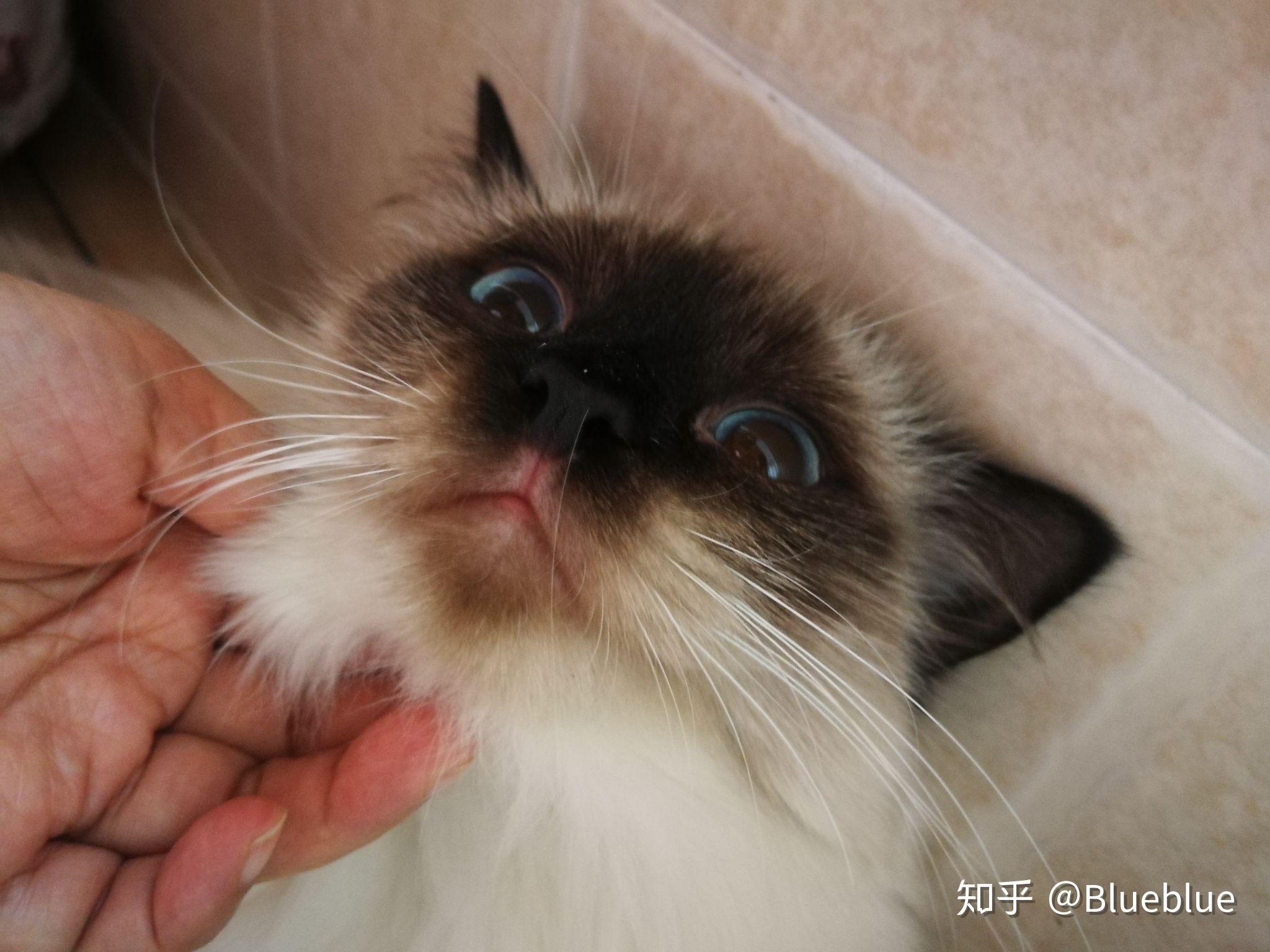 你们猫咪的黑下巴是因为使用了塑料碗吗? - 知乎