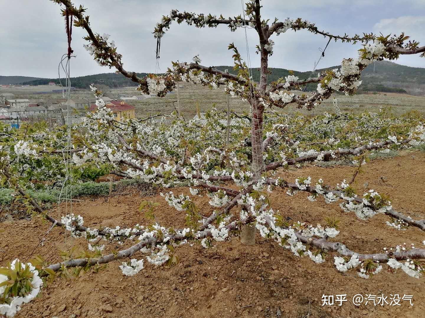 車釐子為什麼只開花不結果