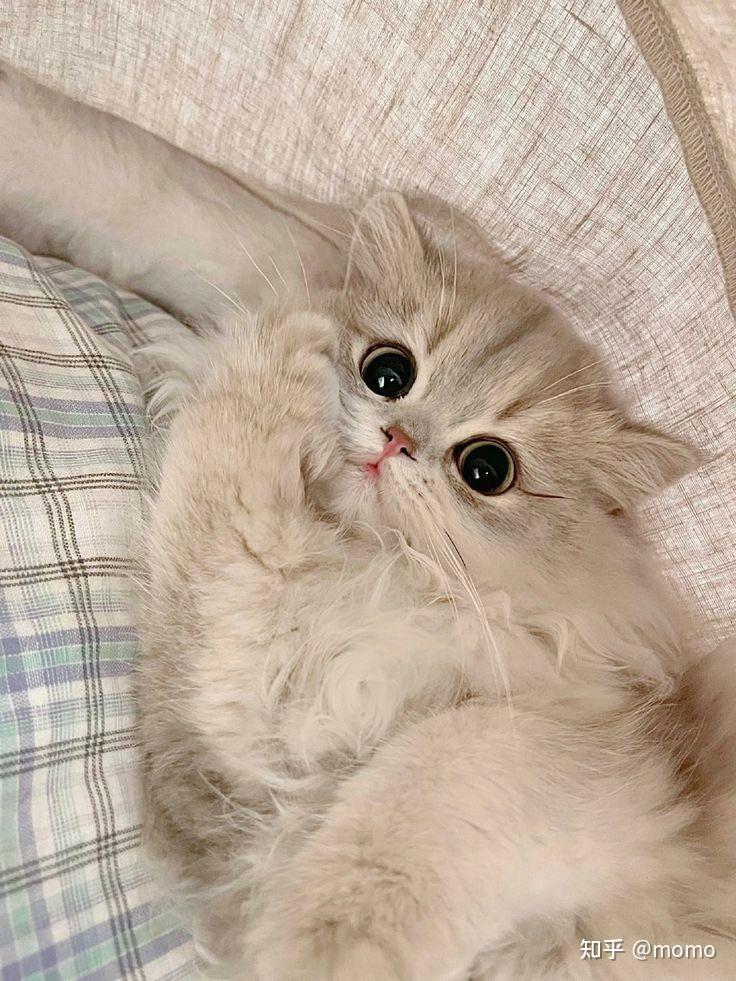 可以发一下你存在相册里的可爱小动物吗?