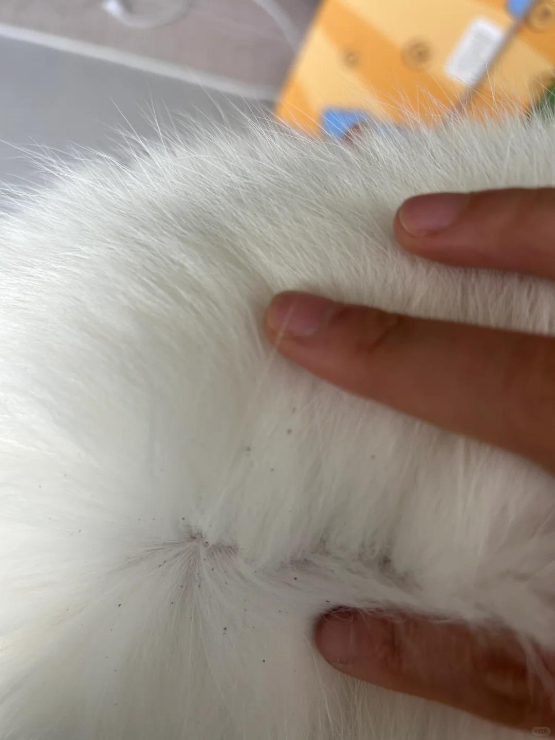 发现狗狗身上有跳蚤,用什么办法可以彻底清除?