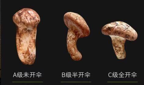 你吃过松茸吗?觉得味道怎么样? - 知乎