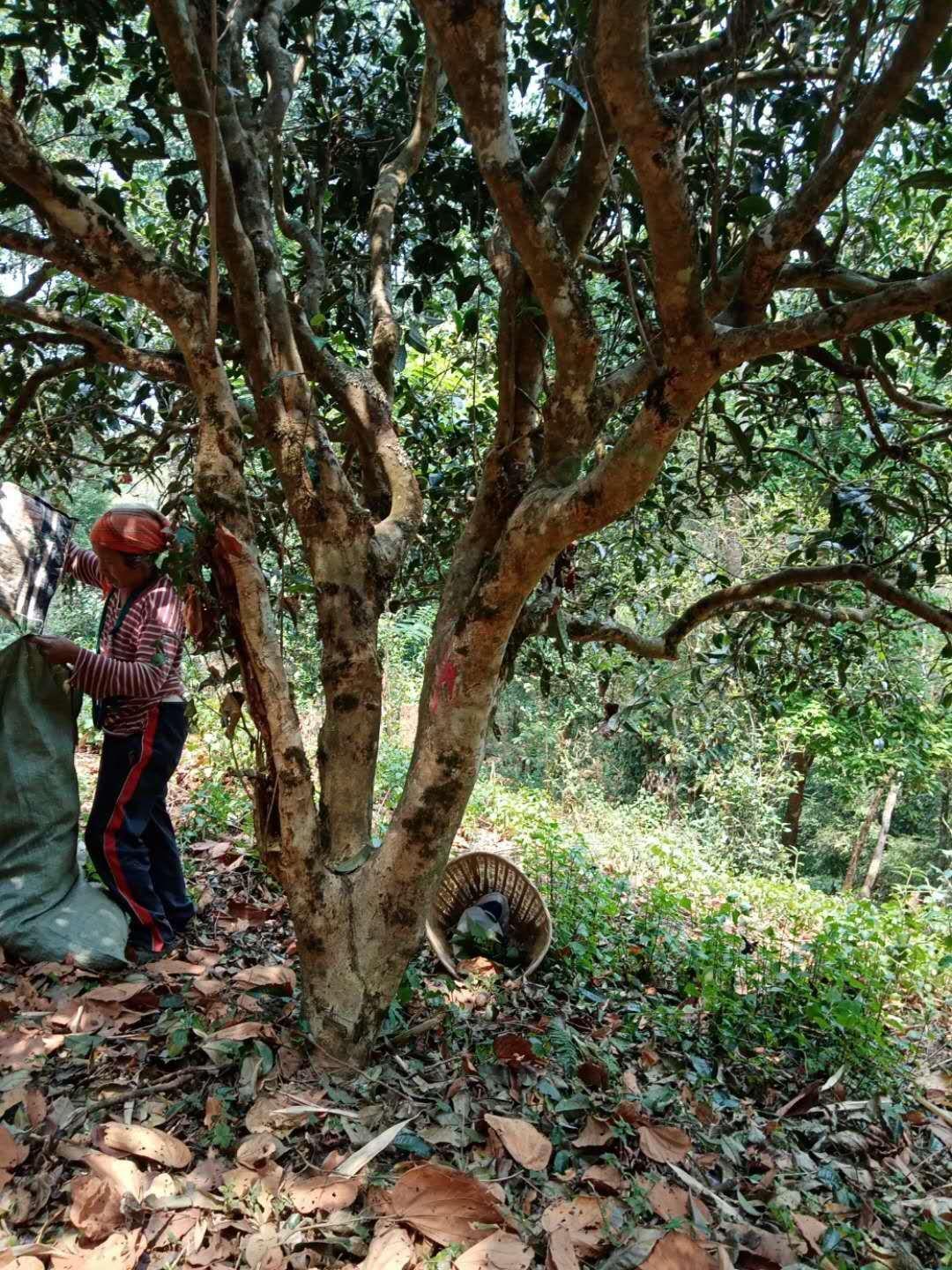 26棵古茶树，藏在普洱深山里，年产茶叶百十斤，哈尼小伙不会卖- 知乎