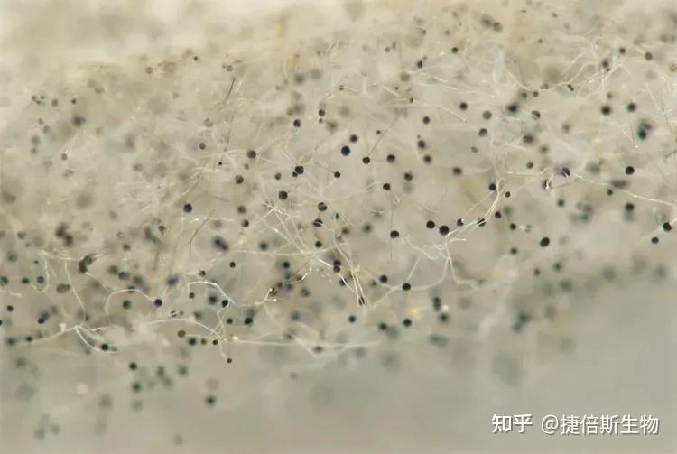 真菌的主要门类介绍 - 知乎