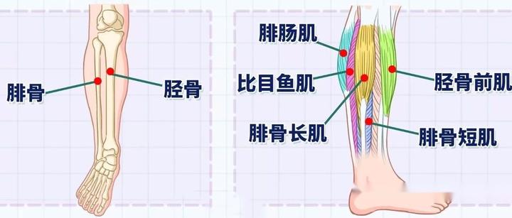 【肌肉基础】小腿上的肌群运动功能解剖 - 知乎