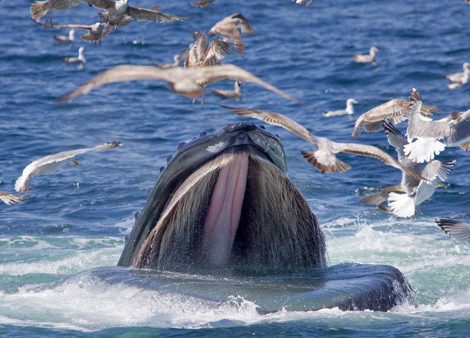 座头鲸具有哪些外形特点其求偶与繁衍方式是怎样的