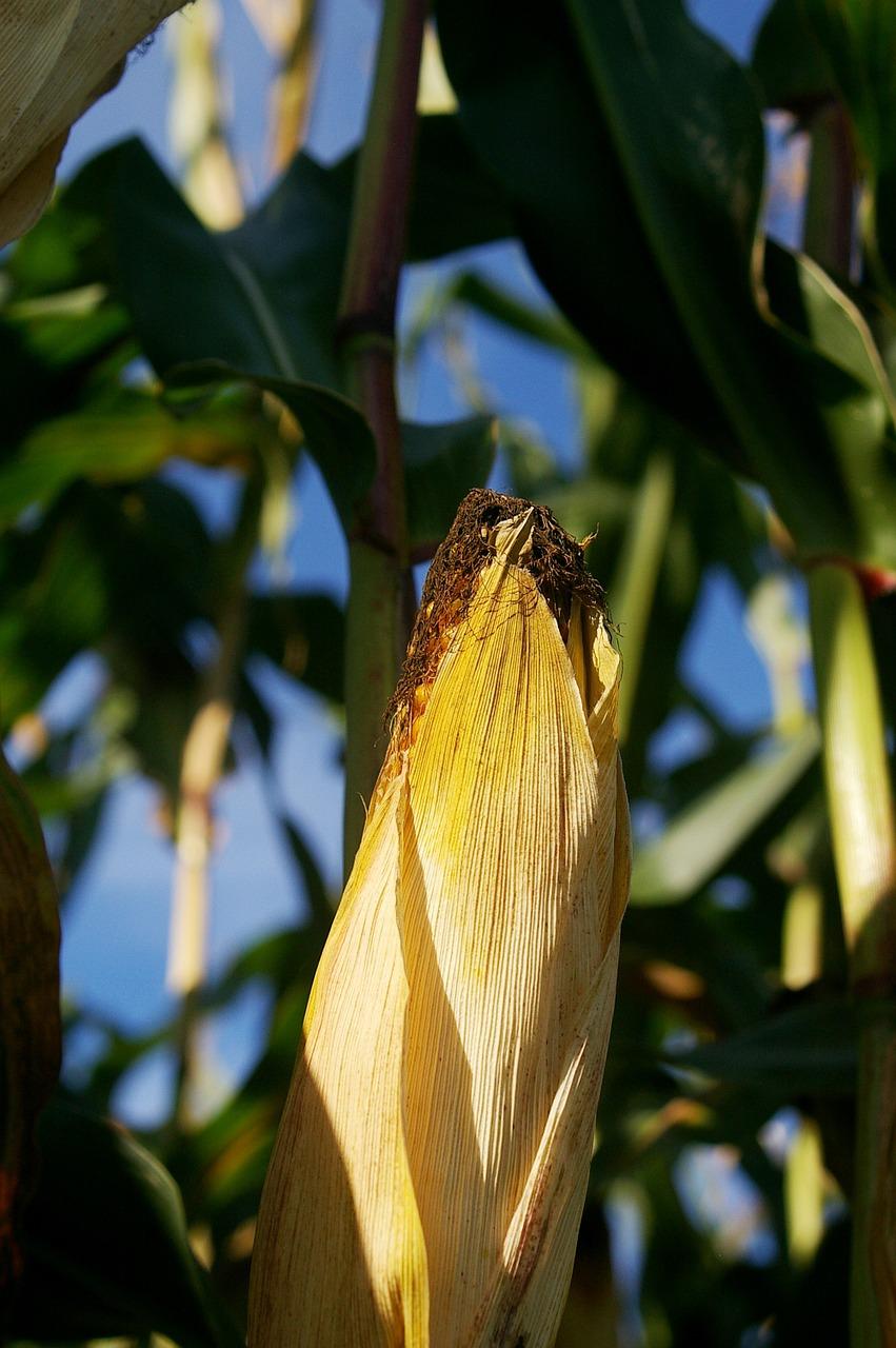 拥抱自然：掰玉米乐趣