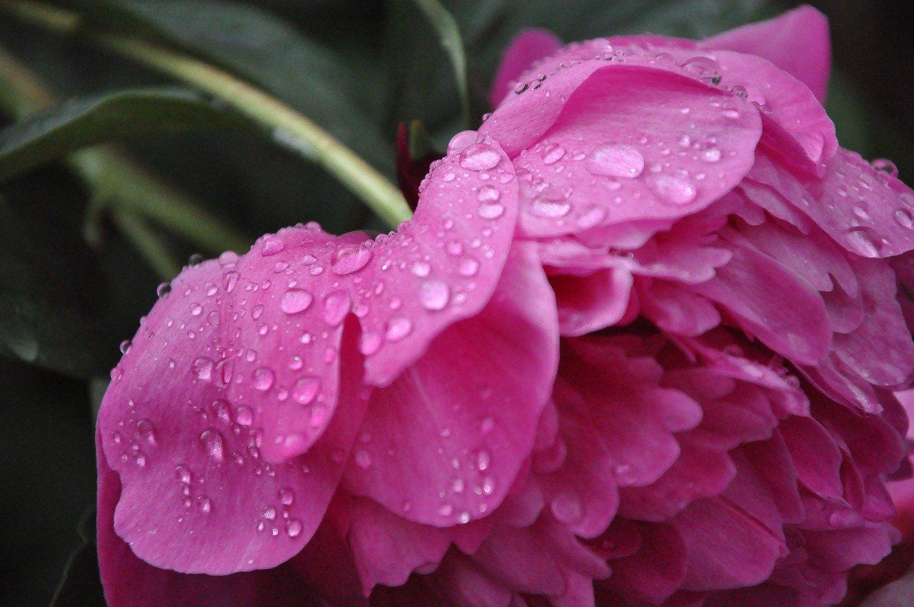 1. 海棠花蕾初绽