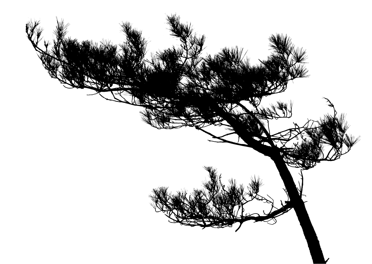 2. 松树修剪方法