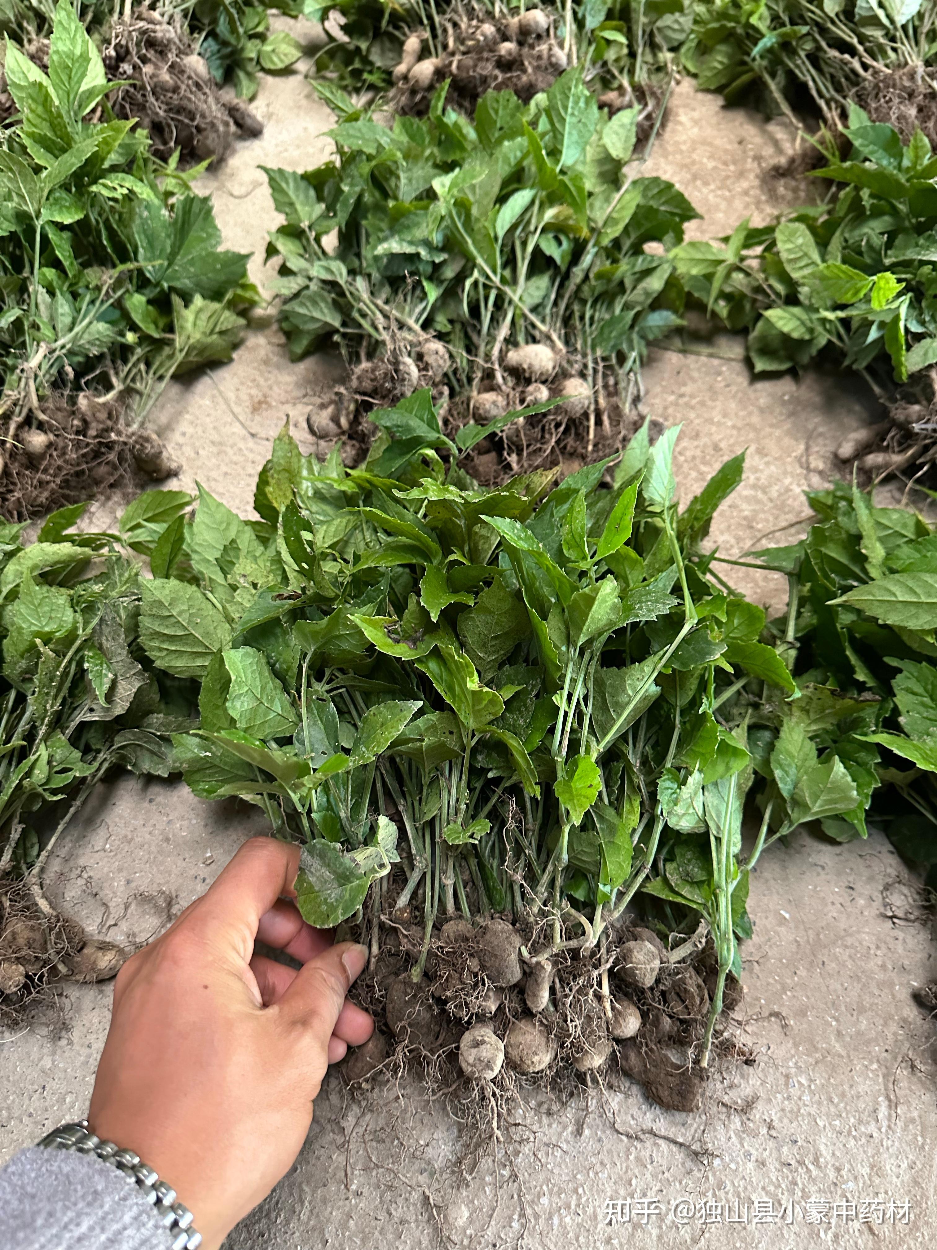 中药养发的发展前景如何?