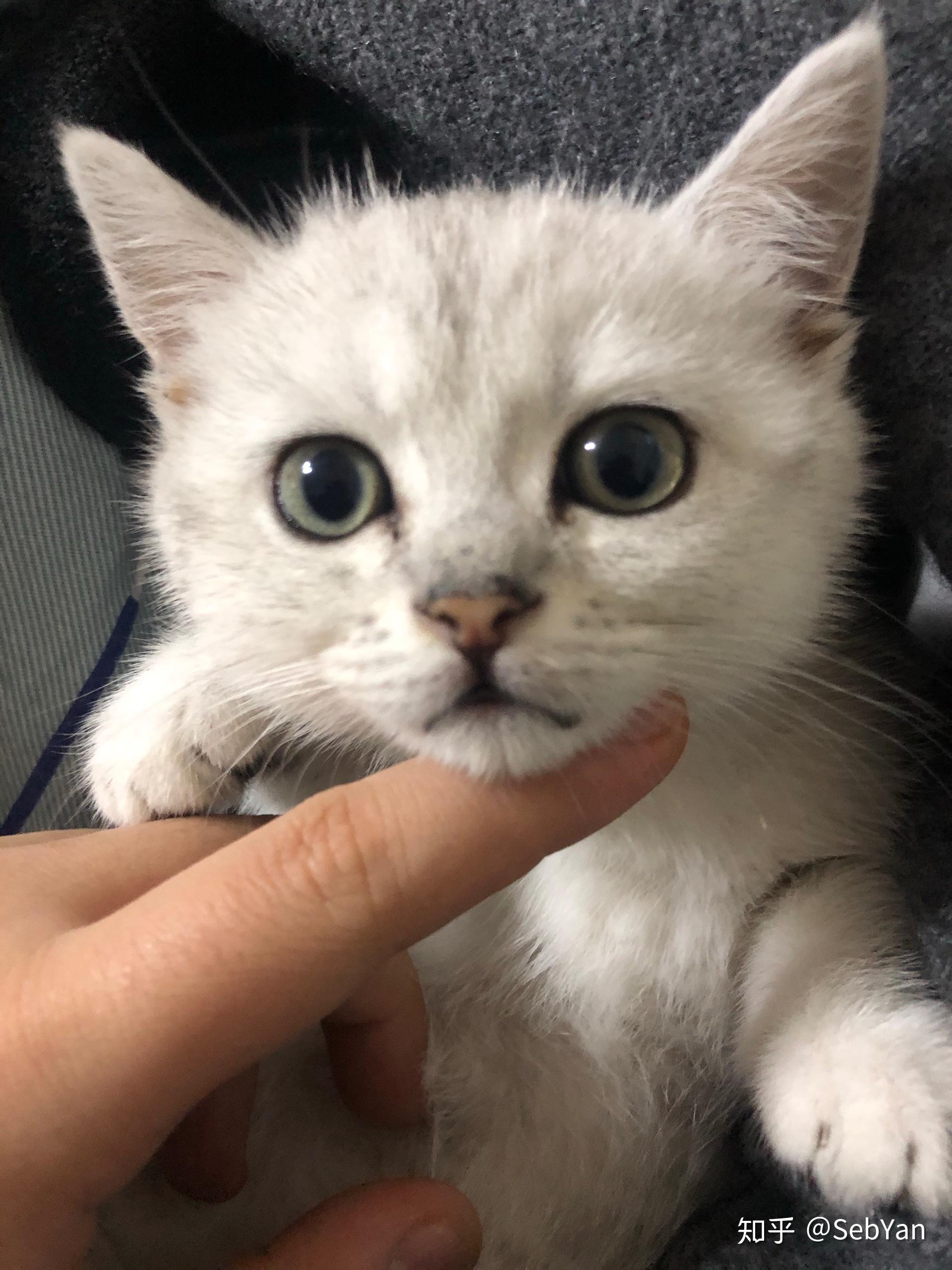 小猫蓝膜褪色后的颜色会怎么变