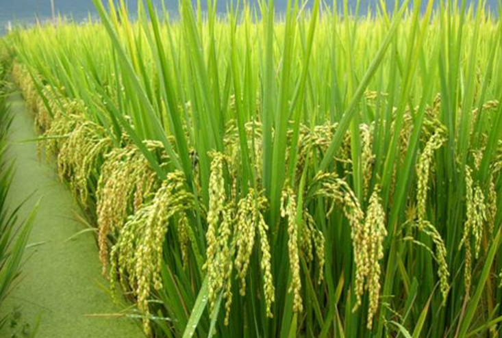 第一代籼型杂交水稻图片
