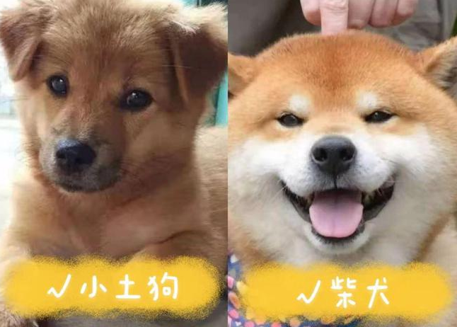柴犬土狗分辨