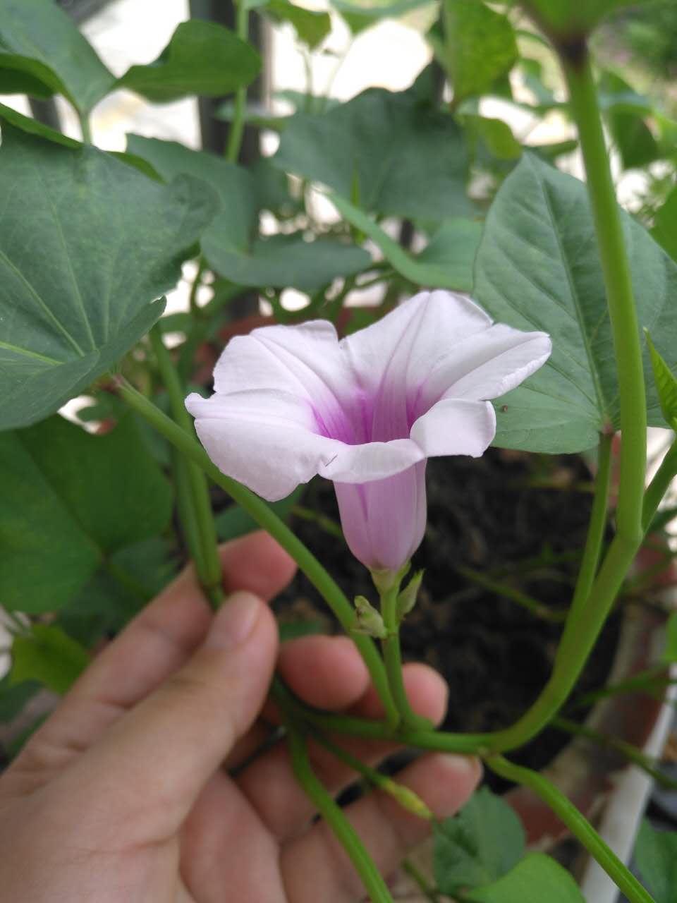 红薯开花喜洋洋