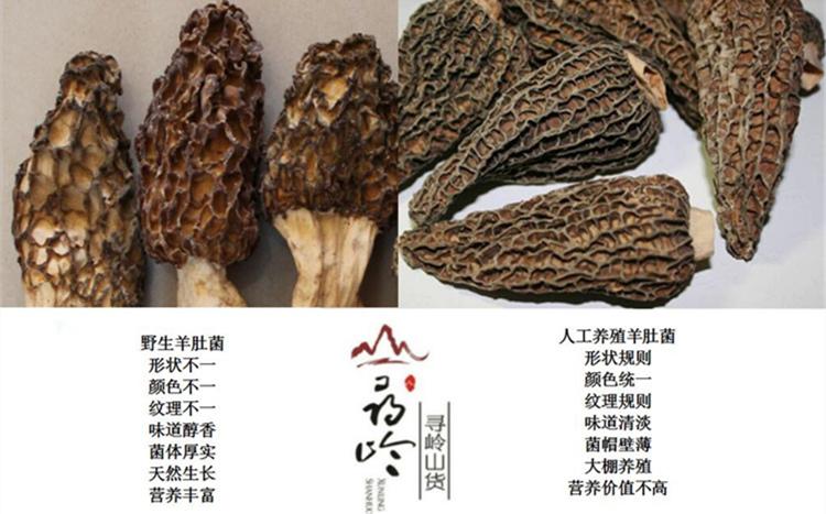 怎么辨别羊肚菌真假