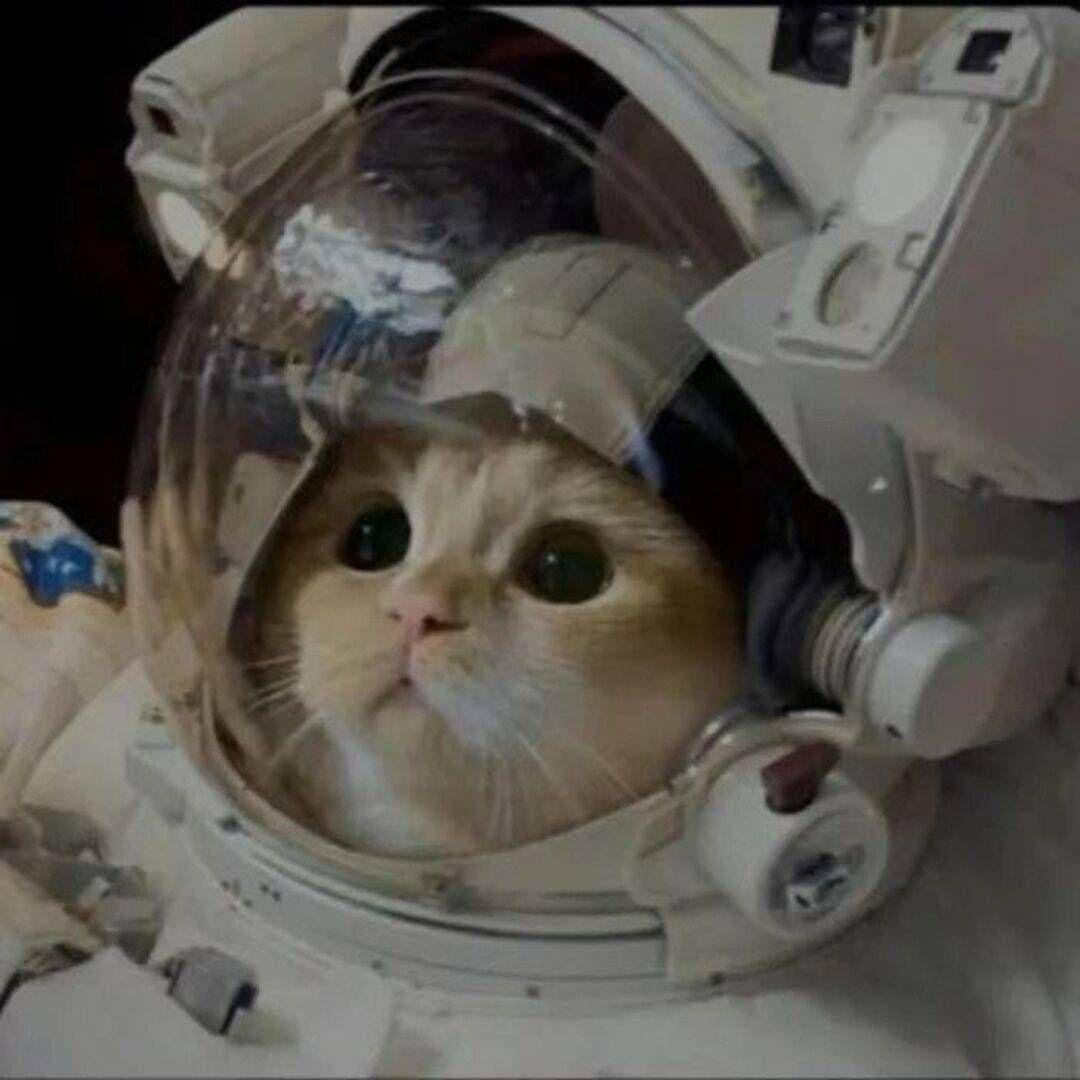 有没有看上去酷酷的男生猫头像?