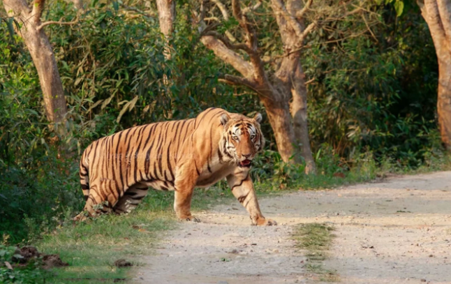 猫科战力天花板kzt085真的双杀了犀牛与雄虎吗