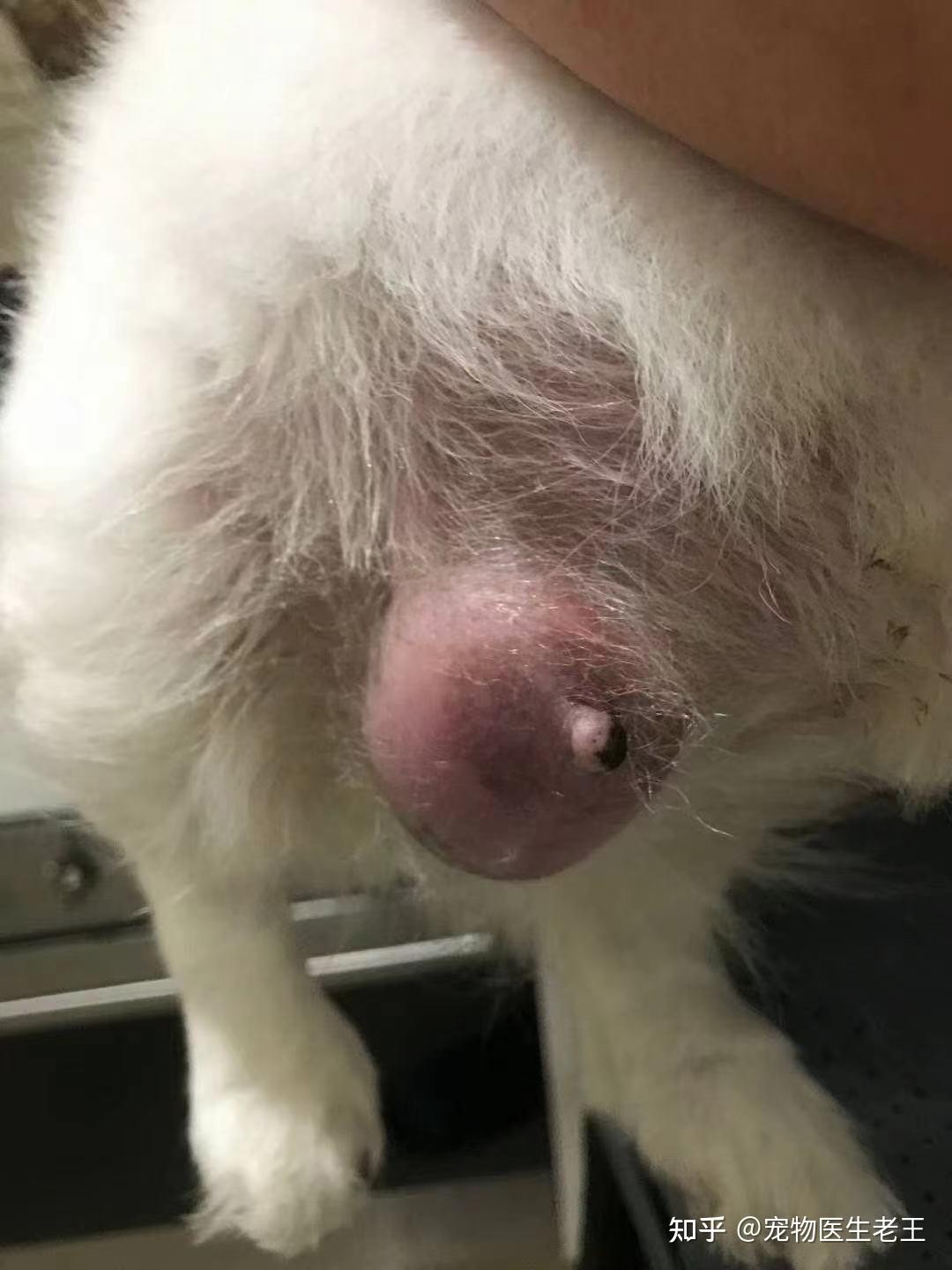 狗狗肿瘤对照表早期图片