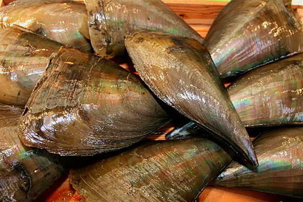 求问,这是什么贝类? - 知乎