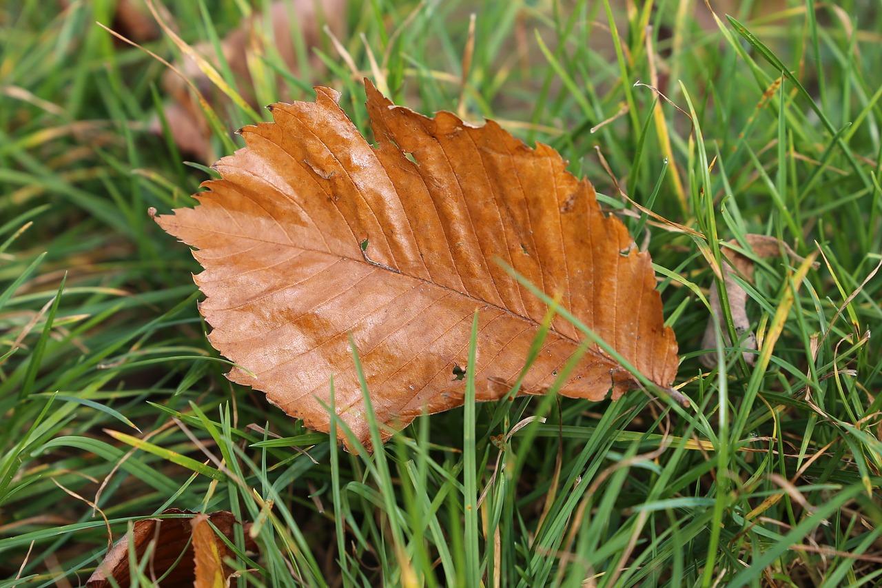 3. 芦苇叶韧性佳