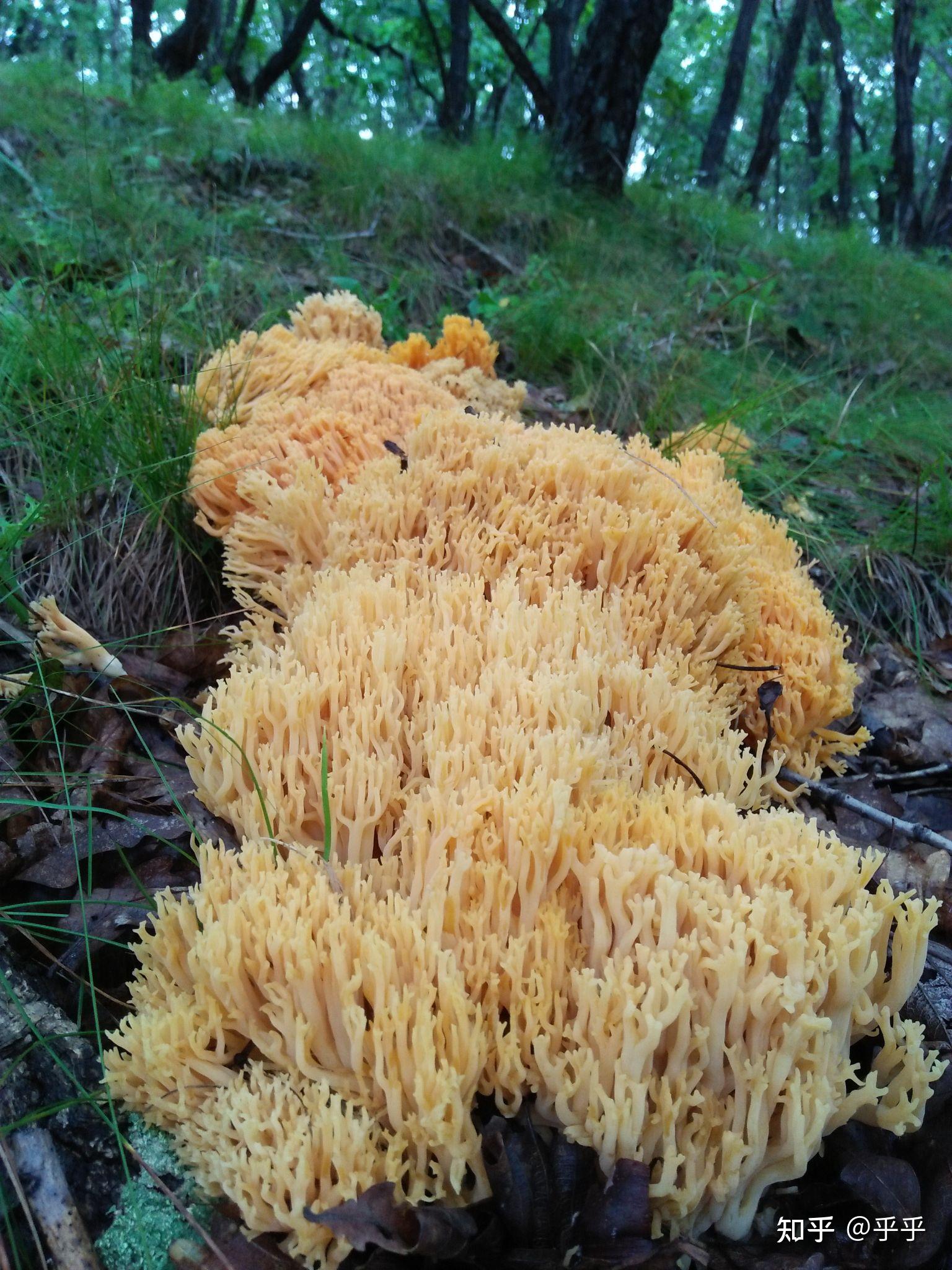 黄色扫帚蘑有毒吗