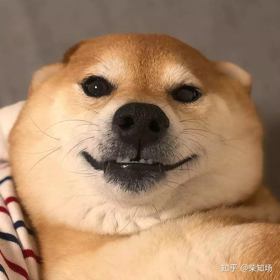 柴犬聪明吗？柴犬智商分析- 知乎