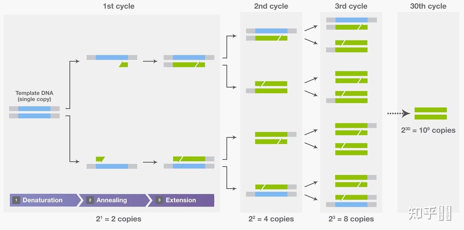 pcr过程三次循环简图图片