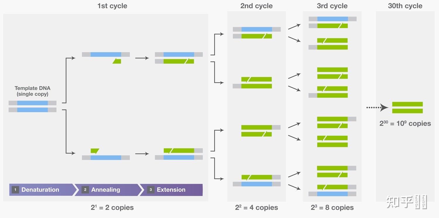 pcr技术获取目的基因时第几轮循环没有粘性末端,为什么? - 知乎