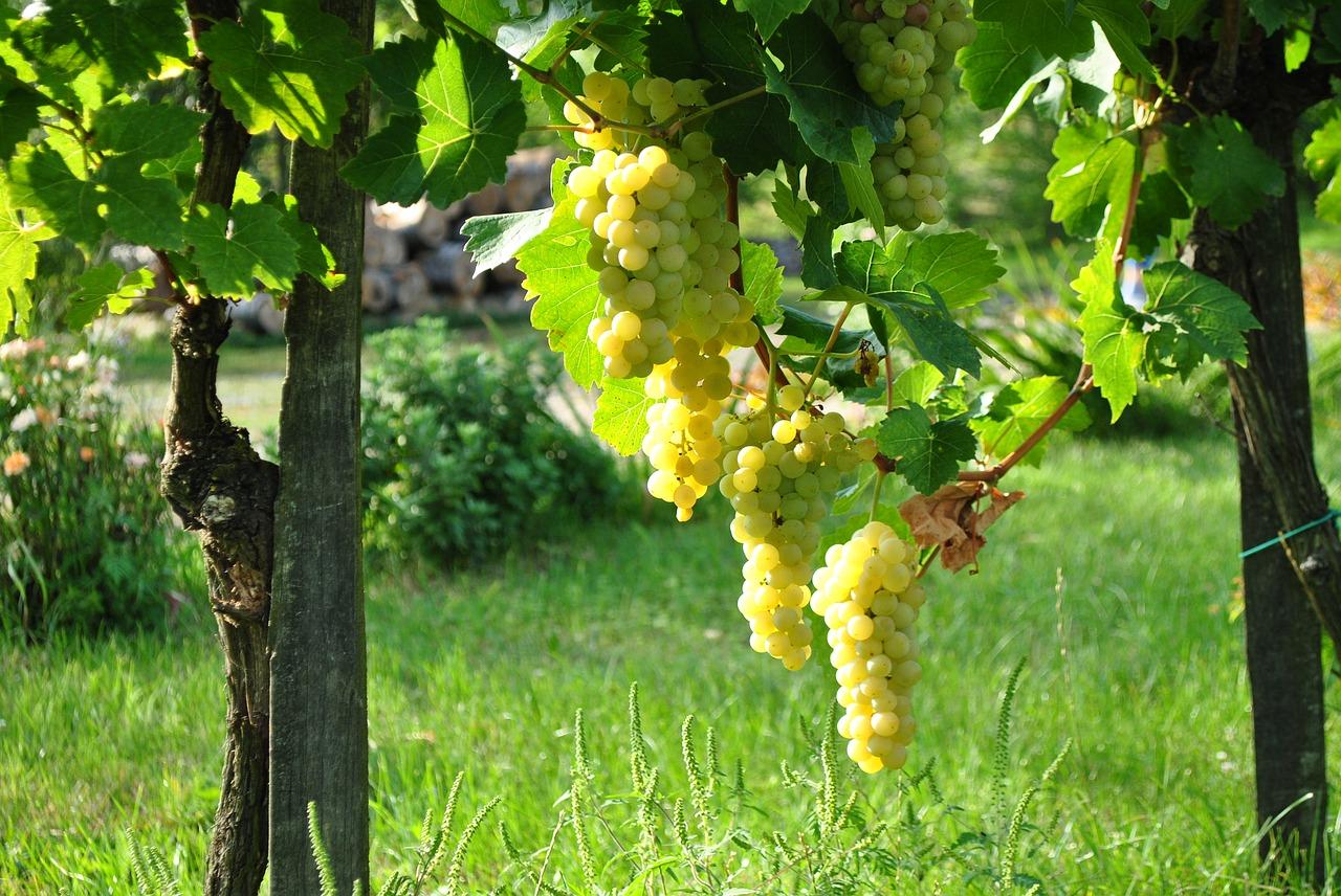 葡萄是什么季节成熟的