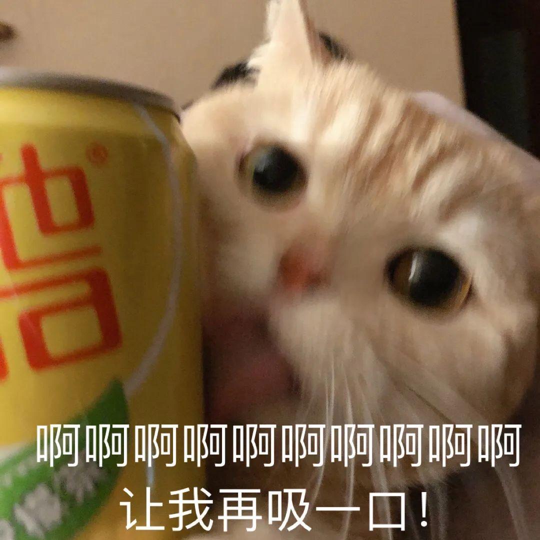 有没有猫抱着饮料的头像?