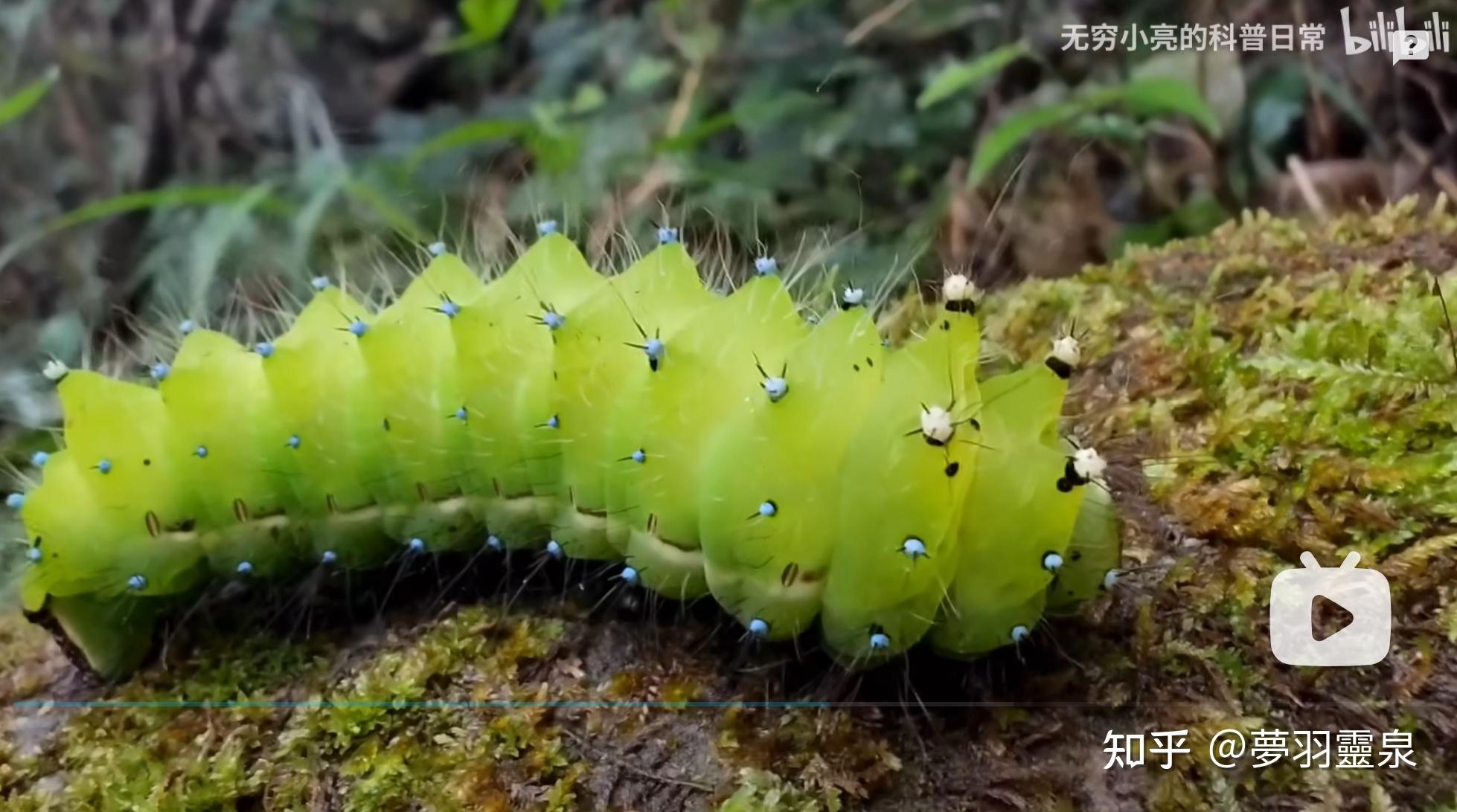 请问这个绿色的是什么飞蛾?