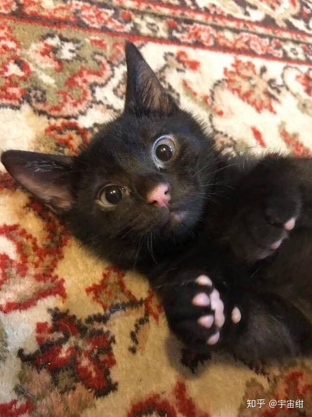 黑猫可能有粉肉垫么?